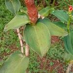 Costus spiralis Fuelha