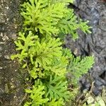 Selaginella pallescens Ліст