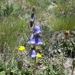 Campanula barbataBlomma