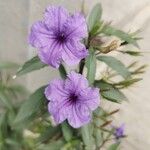 Ruellia simplex花