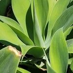 Agave attenuata Leaf