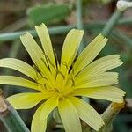 Launaea nudicaulis Blomma
