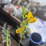 Corydalis aurea Flor