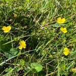 Potentilla erecta Flower