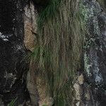 Carex setigera Hábito