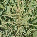 Amaranthus palmeri পাতা