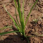 Cyperus difformis Likasa
