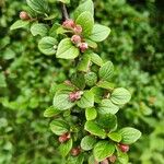 Cotoneaster dielsianus ഇല