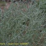 Bassia hyssopifolia 形态