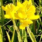 Genista sagittalis Flor
