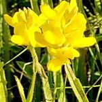 Genista sagittalis Flower