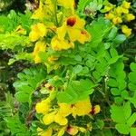 Caesalpinia echinata برگ