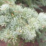 Abies lasiocarpa برگ