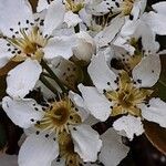 Pyrus pyrifolia Λουλούδι