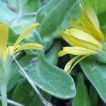 Calendula suffruticosa Çiçek