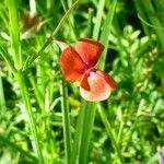 Lathyrus sphaericus 花
