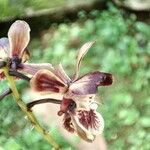 Oeceoclades saundersiana Flower