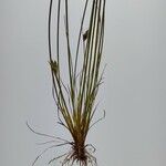 Fimbristylis dichotoma 整株植物