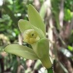 Vanilla planifolia Blomma