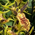 Brassia arachnoidea Plante entière