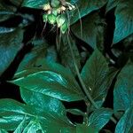 Tacca leontopetaloides Плід