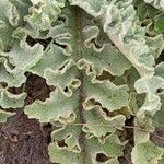 Verbascum sinuatum Leaf