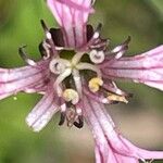 Silene flos-cuculi Flower