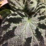 Begonia imperialis Hoja