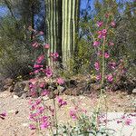 Penstemon parryi आदत