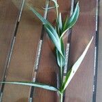 Lysimachia ephemerum Feuille