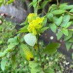 Mussaenda philippica Leaf