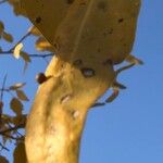 Populus euphratica Leaf