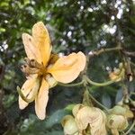 Senna papillosa Flower