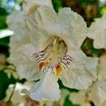 Catalpa speciosa Квітка