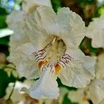 Catalpa speciosa 花