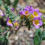 Phacelia bicolor आदत