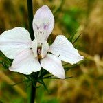 Delphinium ajacisFlower