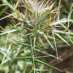 Galactites duriaei Mosusu