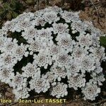 Iberis procumbens Natur