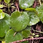 Viola sempervirens Hoja