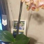 Phalaenopsis × singuliflora Цвят
