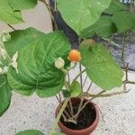 Solanum abutiloides Folha