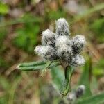 Saussurea alpina Flower