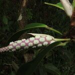 Anthurium obtusum Fruit