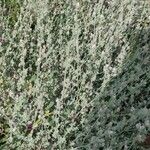 Lotus garcinii (عادة)