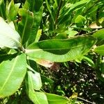 Bupleurum fruticosum 葉
