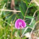 Vicia peregrina Квітка