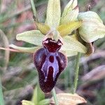 Ophrys sphegodes Květ