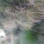 Cyperus papyrus Blad