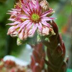 Sempervivum marmoreum Kvet